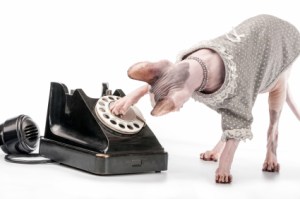 mascotas-contact-center